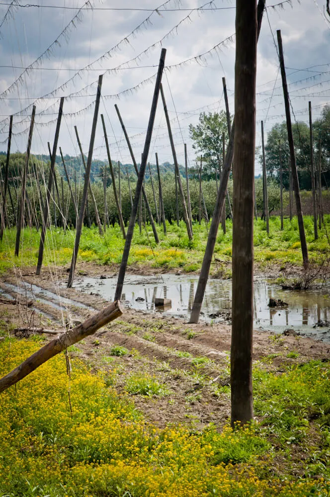 Zniszczone uprawy w gminie Wilków
