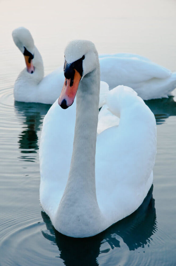 Łabędź niemy Łabędź niemy