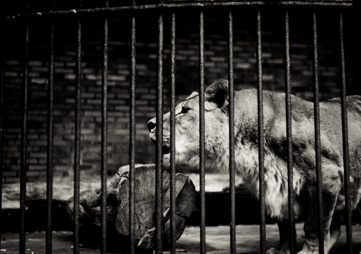 Stare ZOO Poznań - Lew Stare ZOO Poznań - Lew