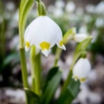 Śnieżyca wiosenna na naturalnym siedlisku